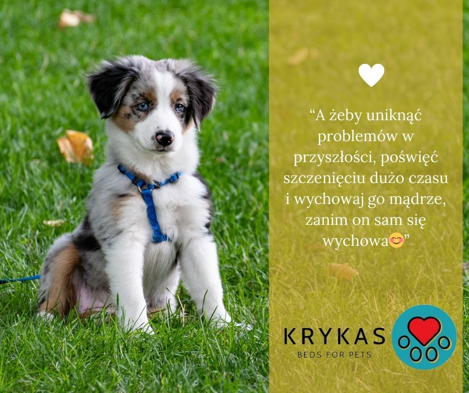 KryKas - pies czy suka - co lepsze