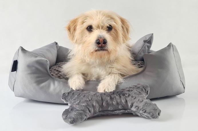 KryKas - miejsca psa w domu