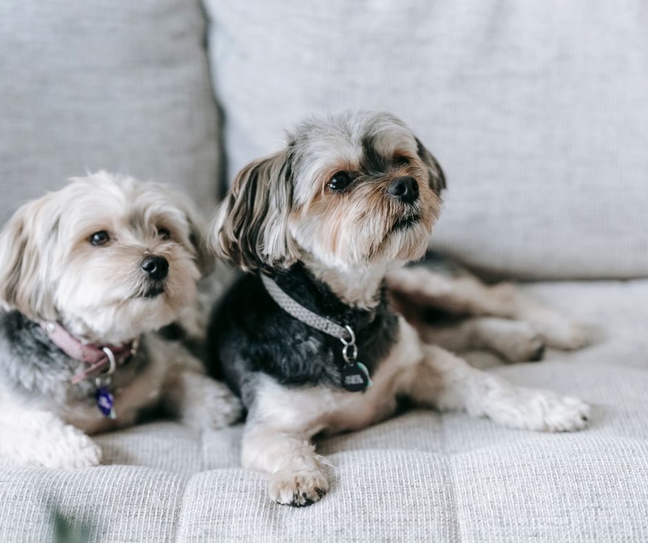 KryKas - miejsce psa w domu