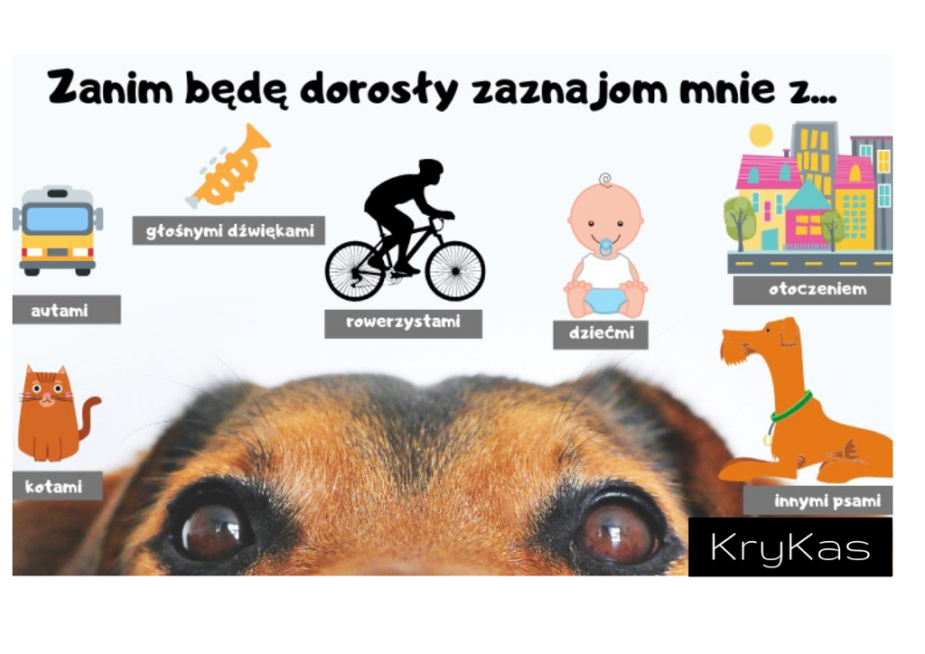 KryKas - Szczenię w domu cz II - Zanim będę dorosły... - infografika