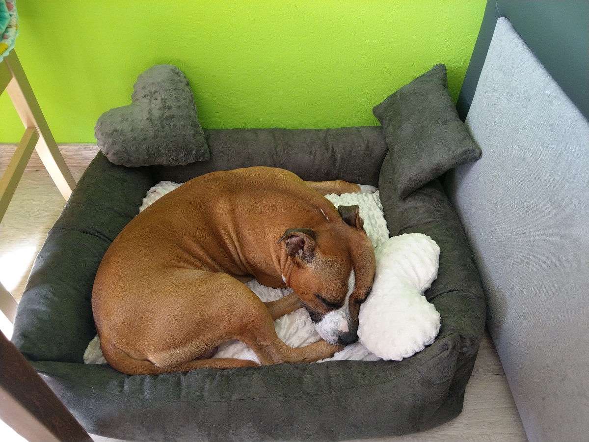 KryKas -Morris - Staffordshire Bull Terrier i jego kanapa KryKas Mia -Miłość od pierwszego zmrużenia oka