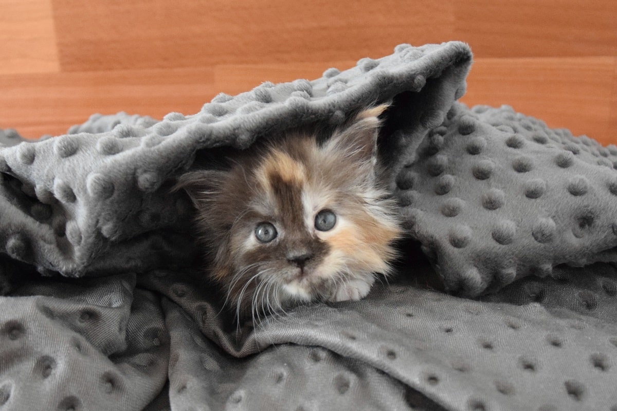 KryKas - kocyk dla psa, kota - uwielbiany przez Pupili