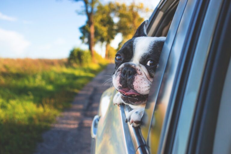 Jak przewozić małego psa w samochodzie – 5 wskazówek